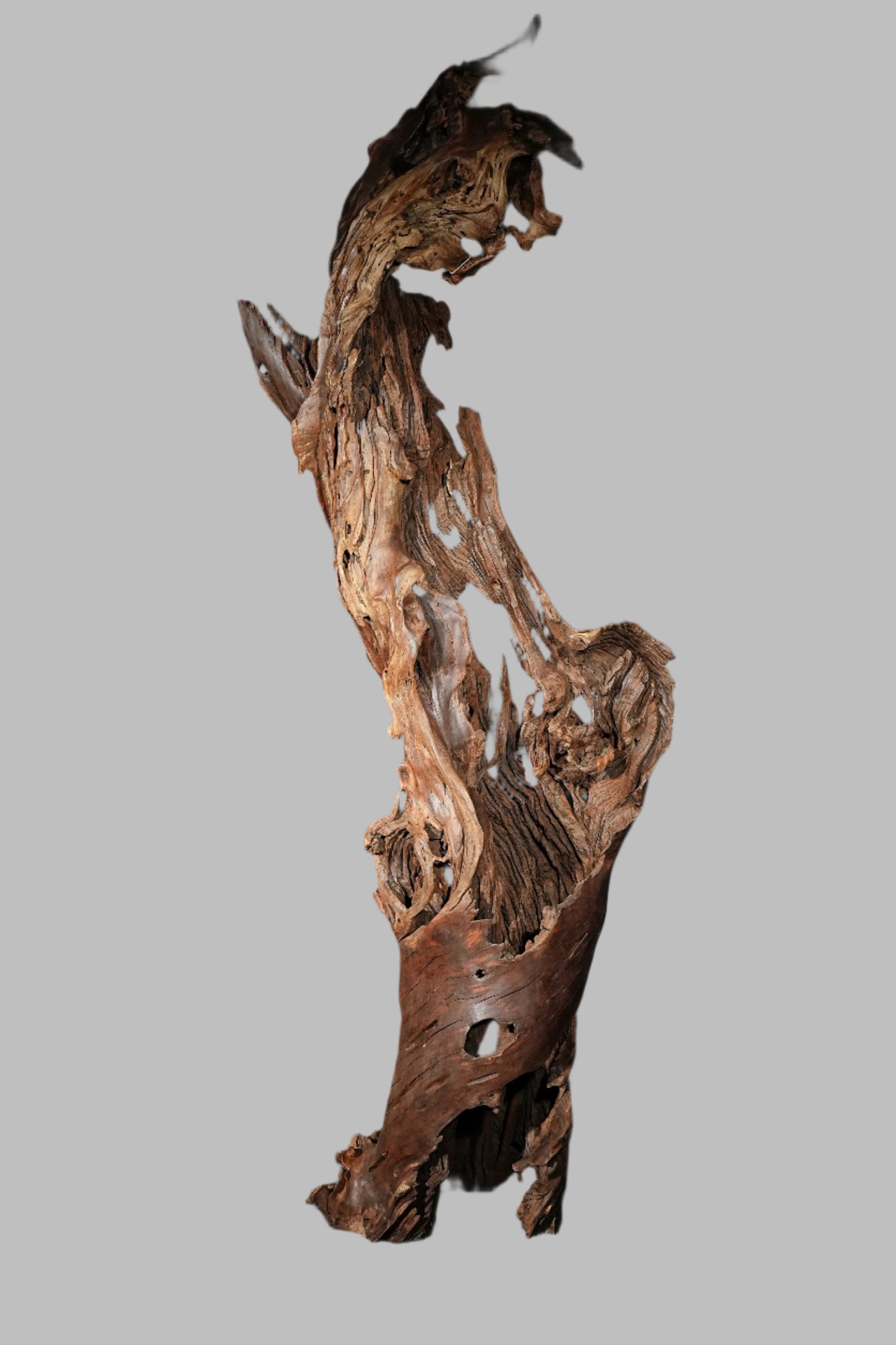 6 Ft Tall Tree Root Sculpture F-01 (large subscription)