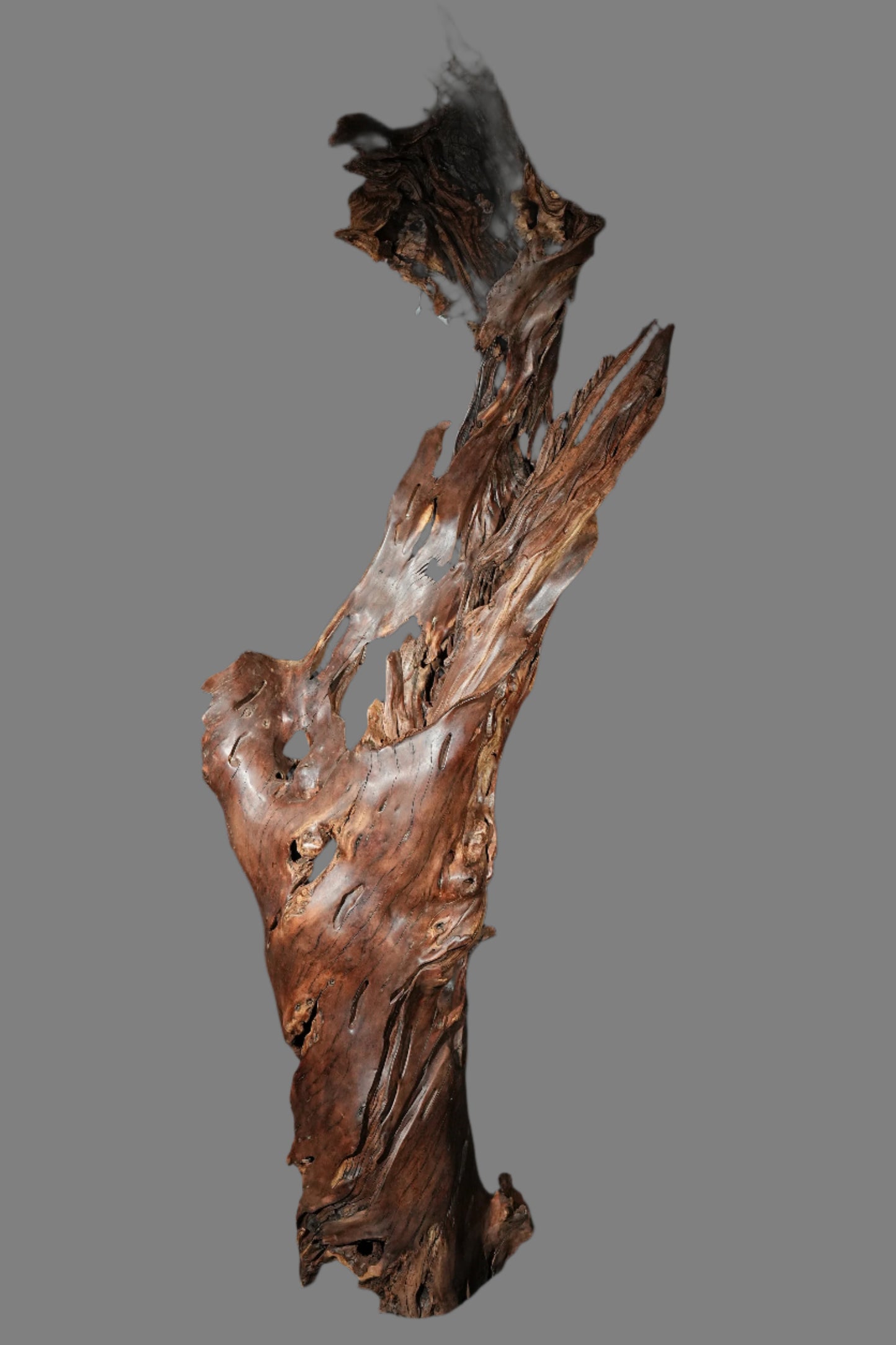 6 Ft Tall Tree Root Sculpture F-01 (large subscription)